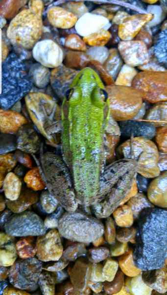 Frog in Barrington, New Hampshire