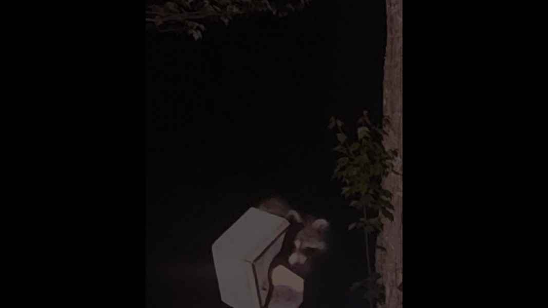 Juvenile Racoon Robbing the Bird Feeder in Barrington, New Hampshire