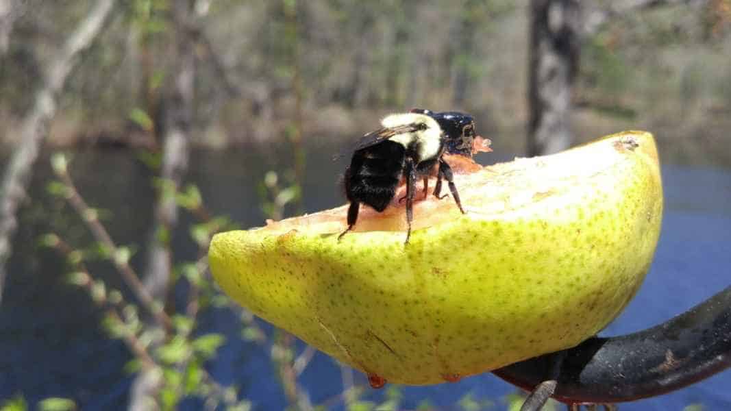 Bumble Bee on a Pear in Barrington, New Hampshire