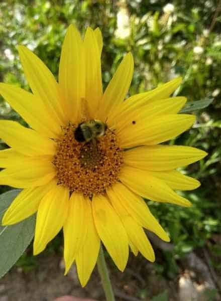 Bumble Bee on a Yellow Flower in Barrington, New Hampshire