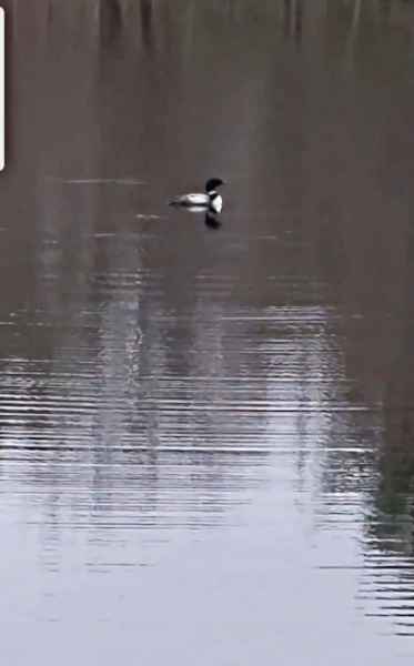 Loon in the Water in Barrington, New Hampshire