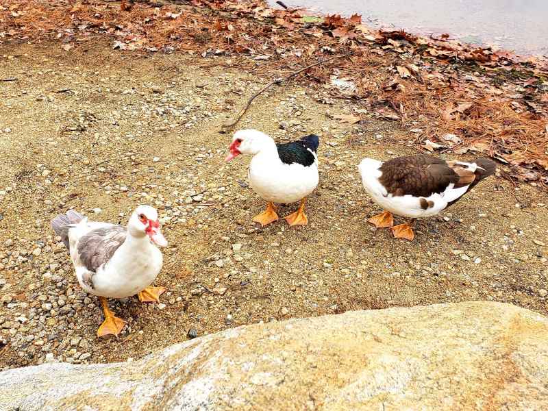 Three Muscovy Ducks at the Lake in Barrington, New Hampshire by Lisa Hoffman