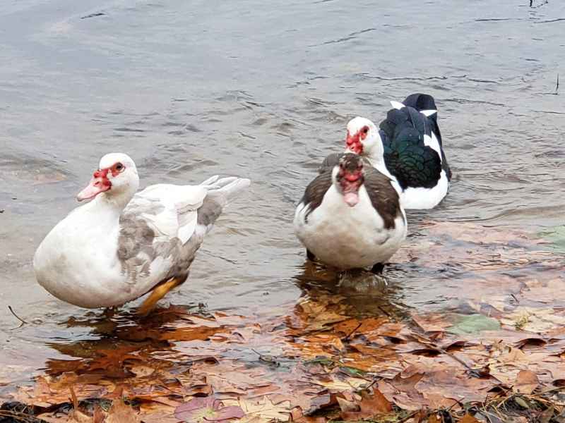 Three Muscovy Ducks in the Lake in Barrington, New Hampshire by Lisa Hoffman