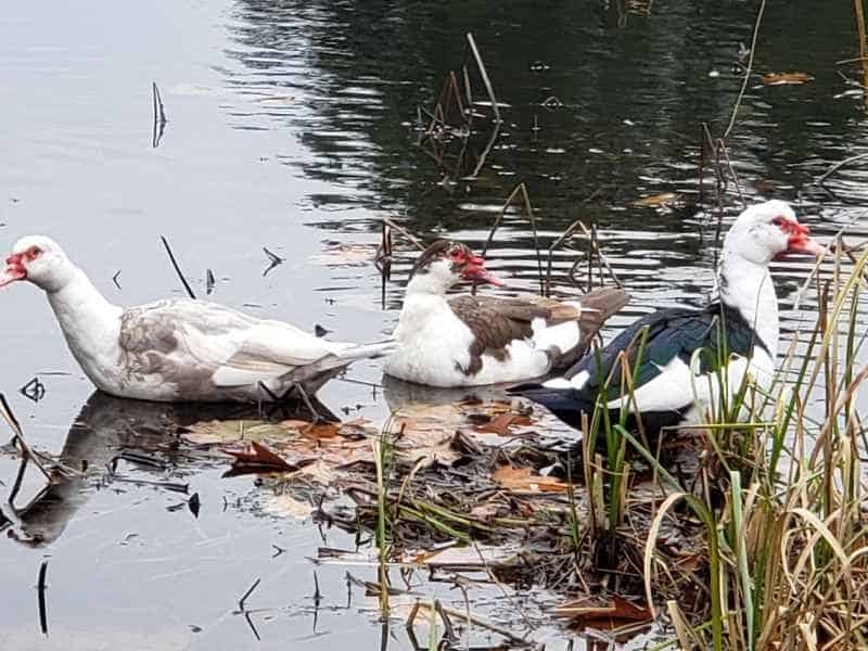 Three Muscovy Ducks in the Lake in Barrington, New Hampshire by Lisa Hoffman