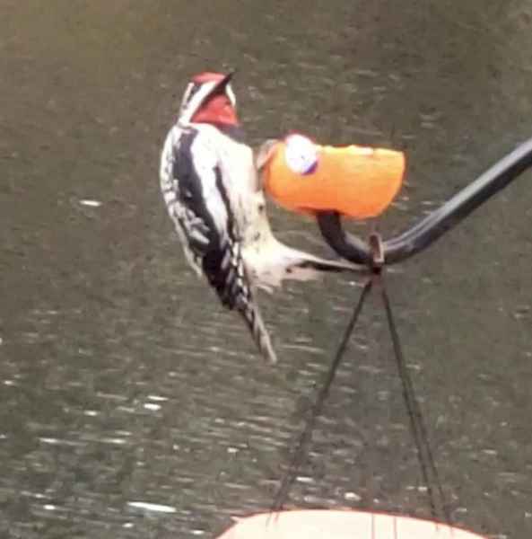 Downy Woodpecker in Barrington, New Hampshire