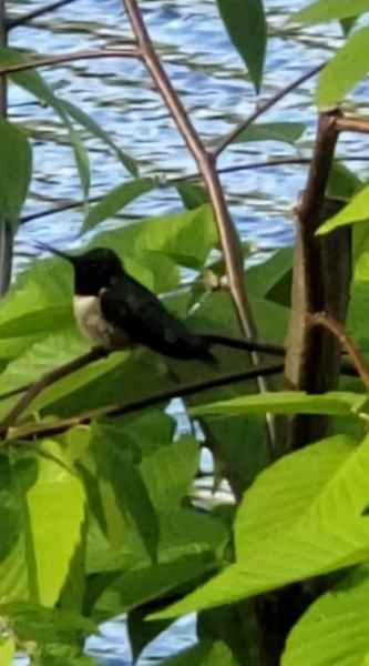 Hummingbird Sitting in Tree in Barrington, New Hampshire