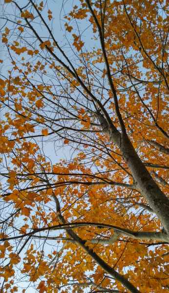 Fall Foliage in Barrington from Lisa Hoffman