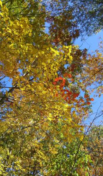 Fall Foliage in Barrington from Lisa Hoffman