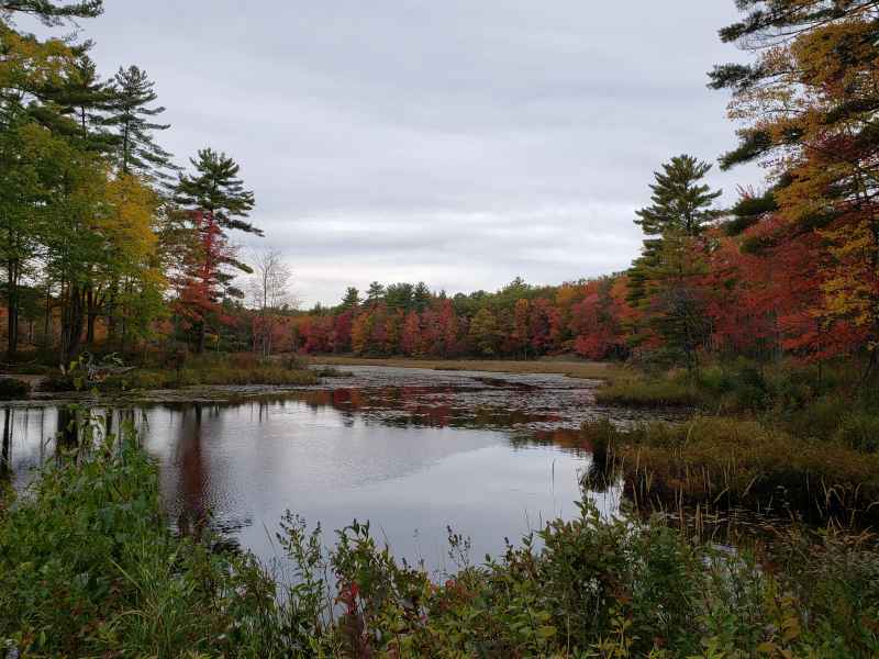 Fall Foliage in Barrington, New Hampshire