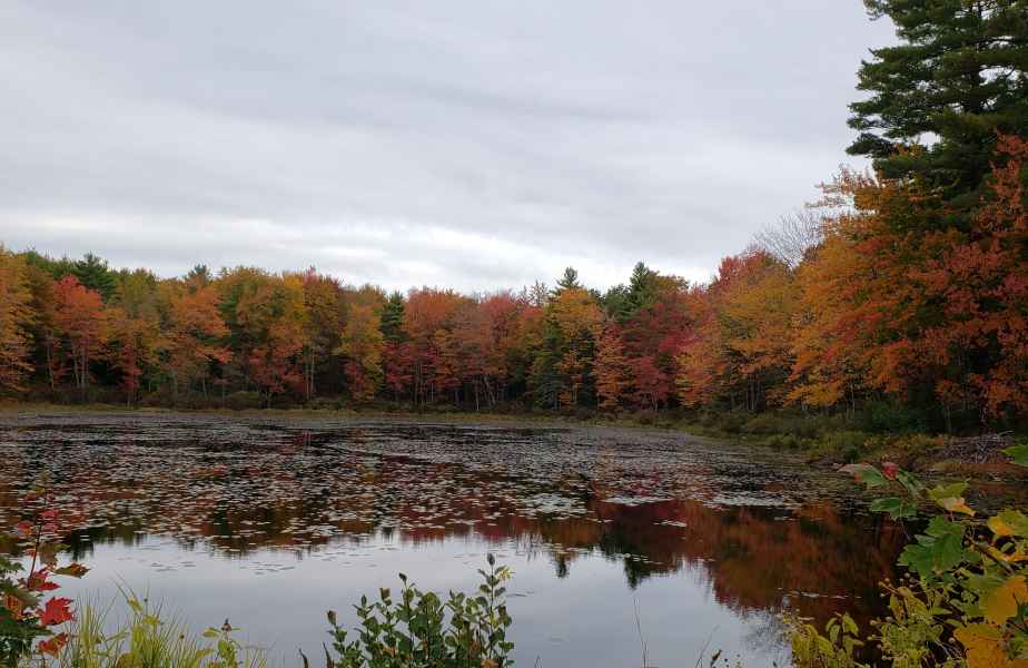 Fall Foliage in Barrington, New Hampshire