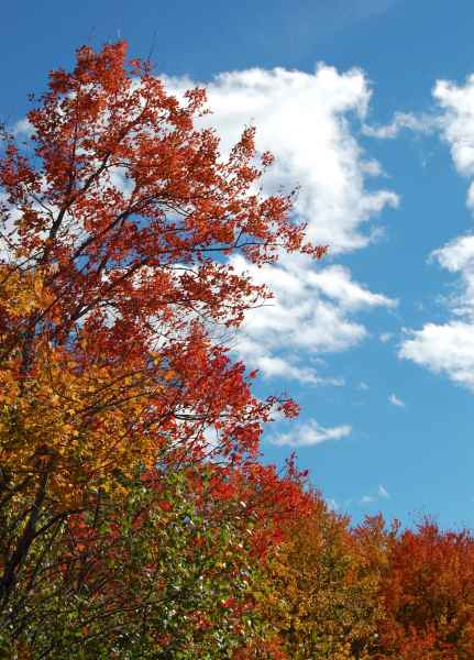 Fall Foliage in Barrington