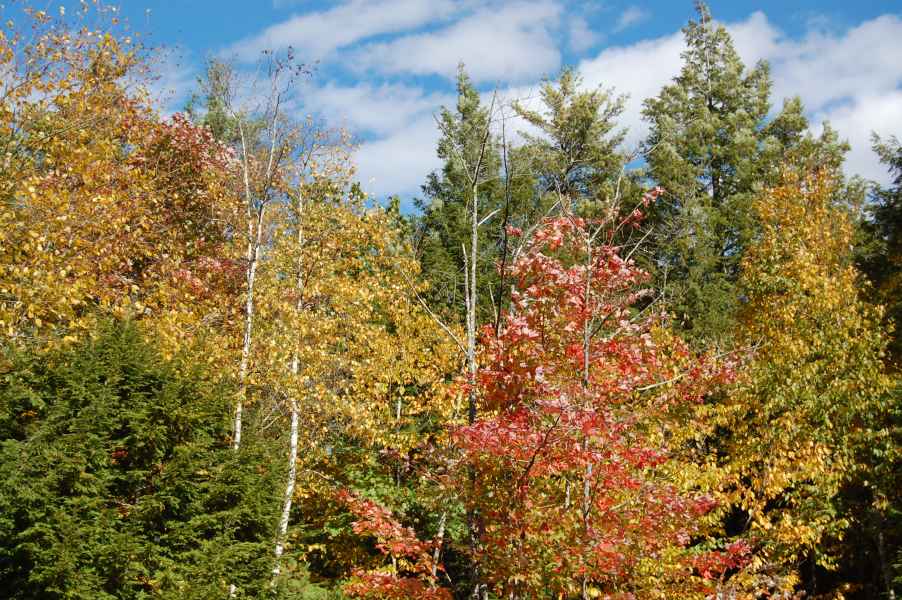 Fall Foliage in Barrington