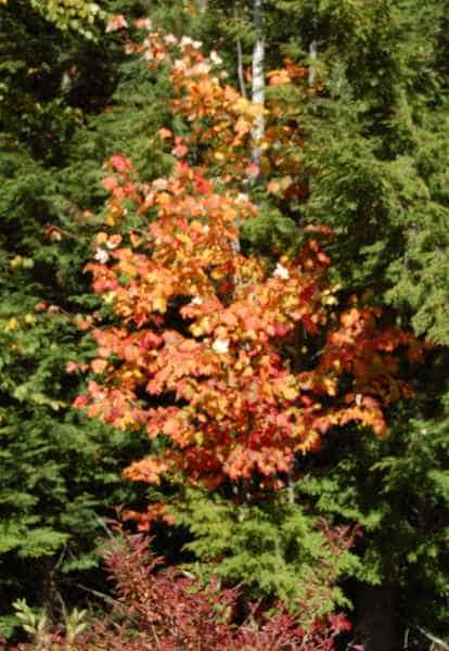 Fall Foliage in Barrington