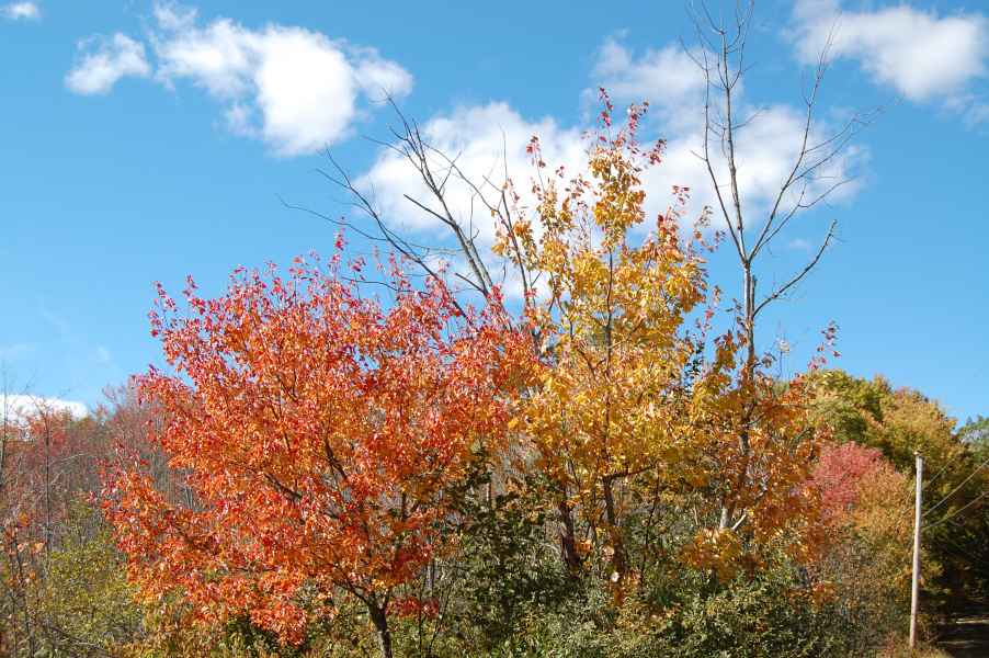 Fall Foliage in New Hampshire