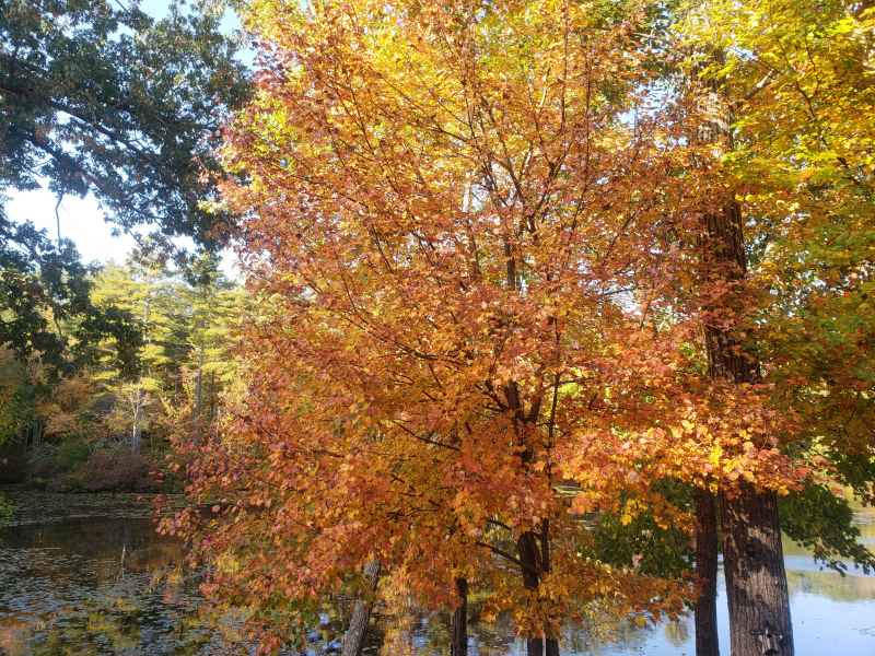 Fall Foliage at The Lake in Barrington from Lisa Hoffman