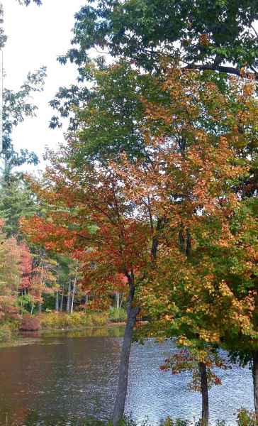 Fall Foliage at the Lake in Barrington