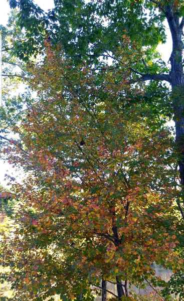 Fall Foliage at the Lake in Barrington