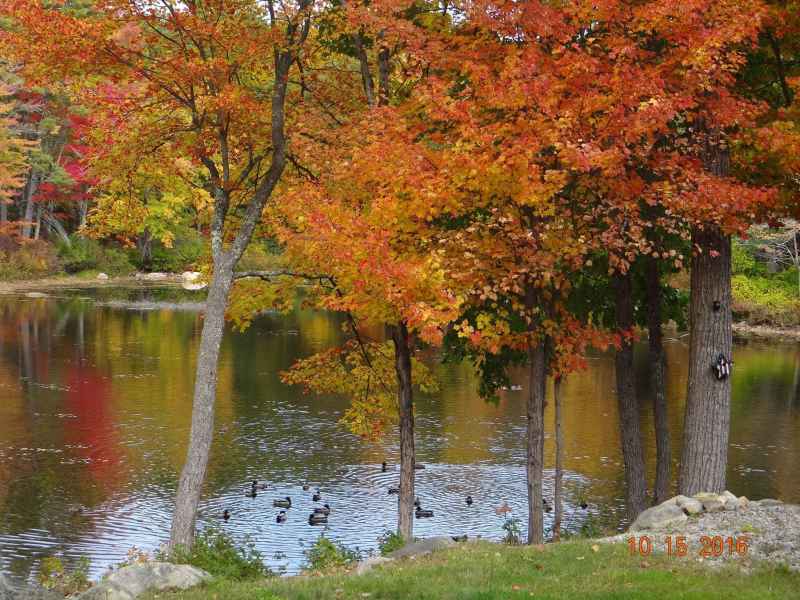 Fall Foliage at the Lake in Barrington from Lisa Hoffman