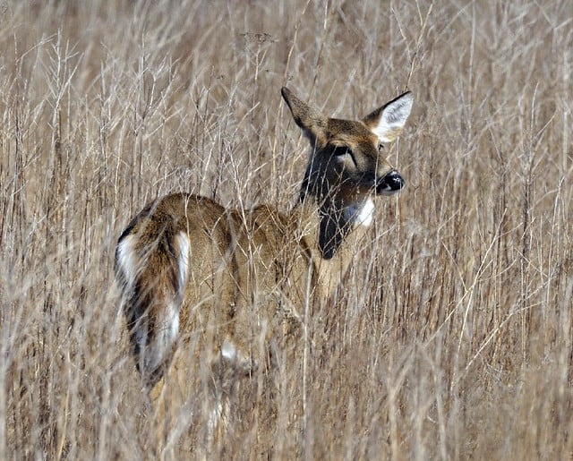 Everything You Need to Know for the 2019 Hunting Season