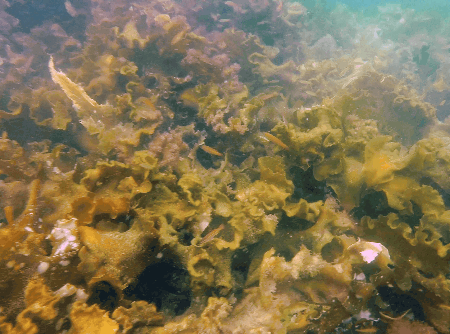 CAPTION: Close up view of a bed of kelp seaweed that once dominated the sea floor in the Gulf of Maine PHOTO CREDIT: Jennifer Dijkstra/UNH